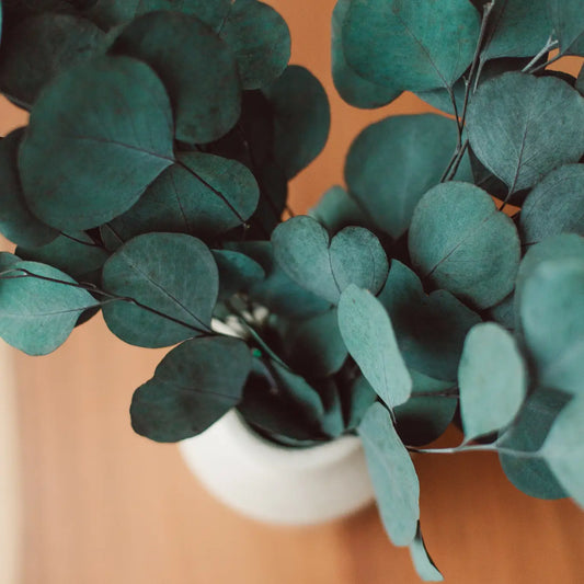 Blue Green Silver Dollar Eucalyptus