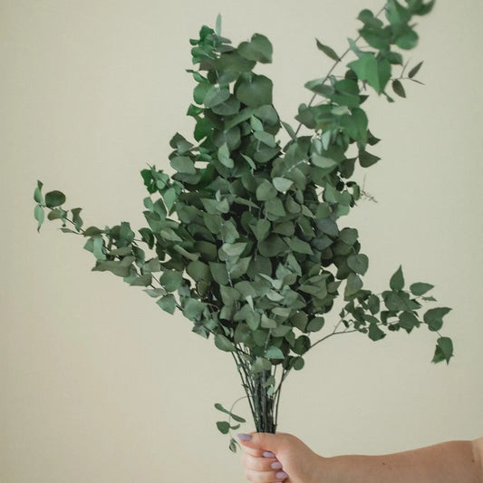 Italian Cinerea Eucalyptus